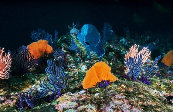 Colourful deep-sea coral