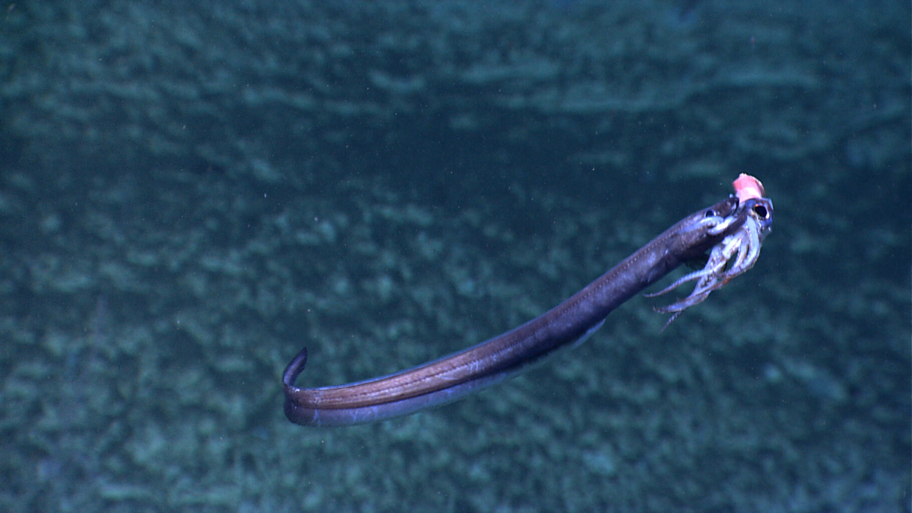 Cutthroat eel eating squid