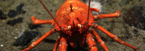 DOSI deep-sea round-up feature image: a squat lobster close up