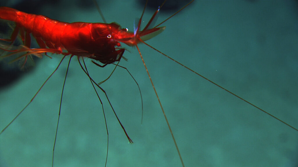Red shrimp is feature image for DOSI's deep-sea news