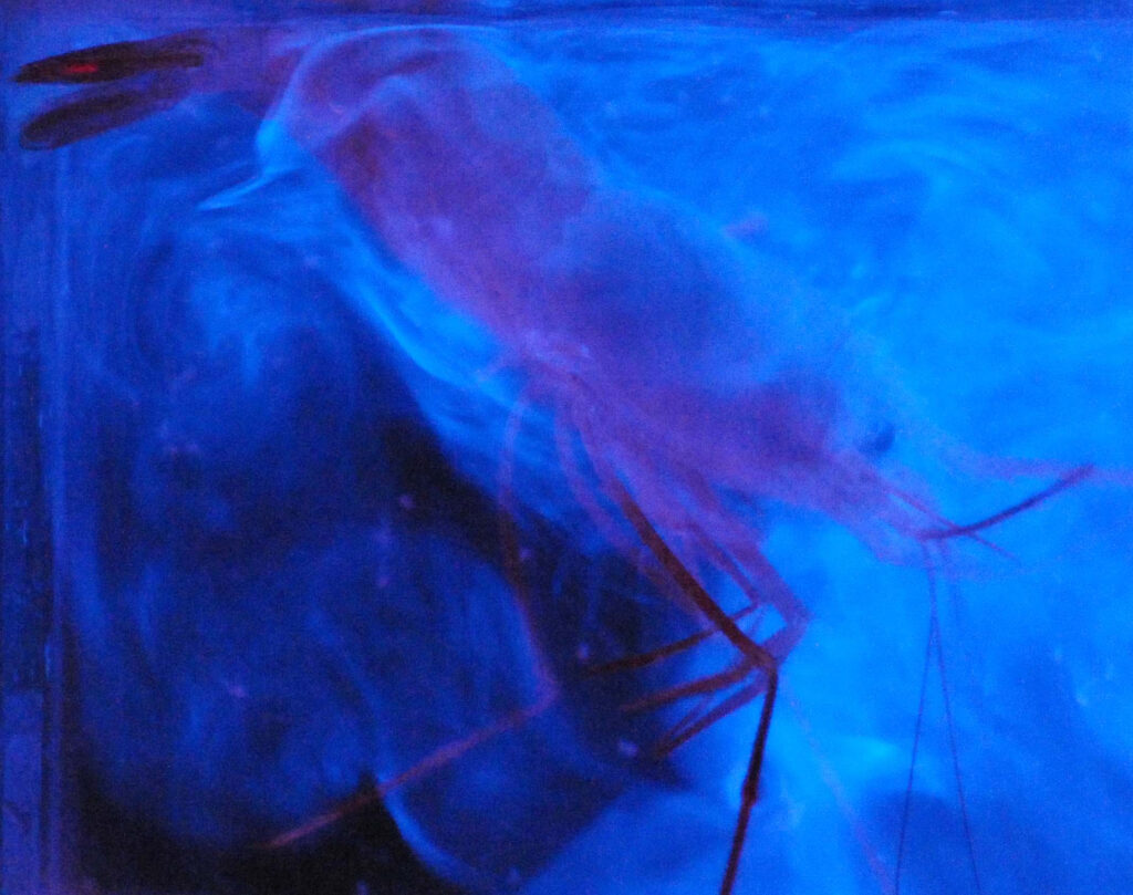bioluminescence from a shrimp