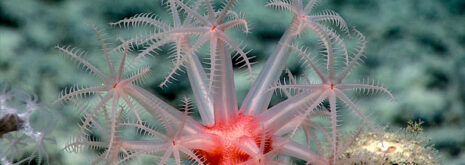 Anthomastus species cold-water coral