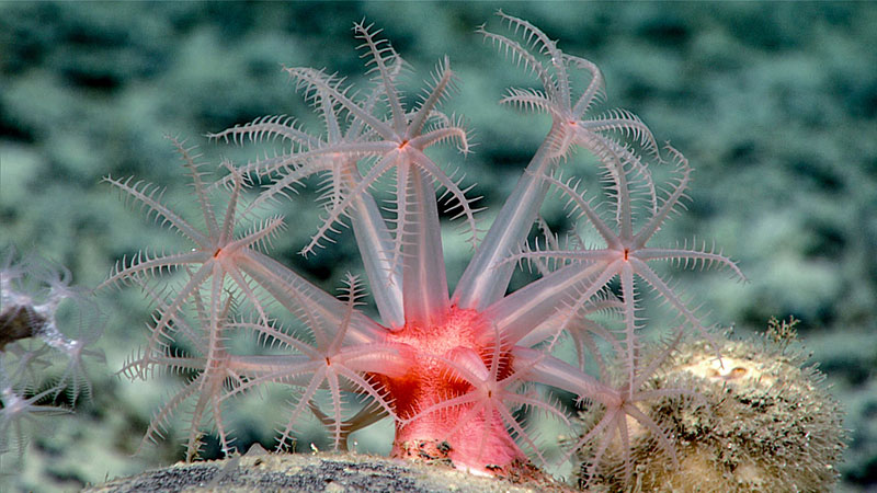 Anthomastus species cold-water coral