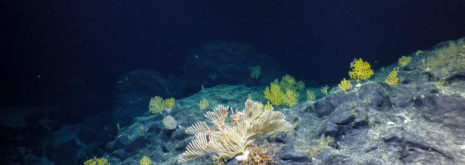 Deep-sea biodiversity