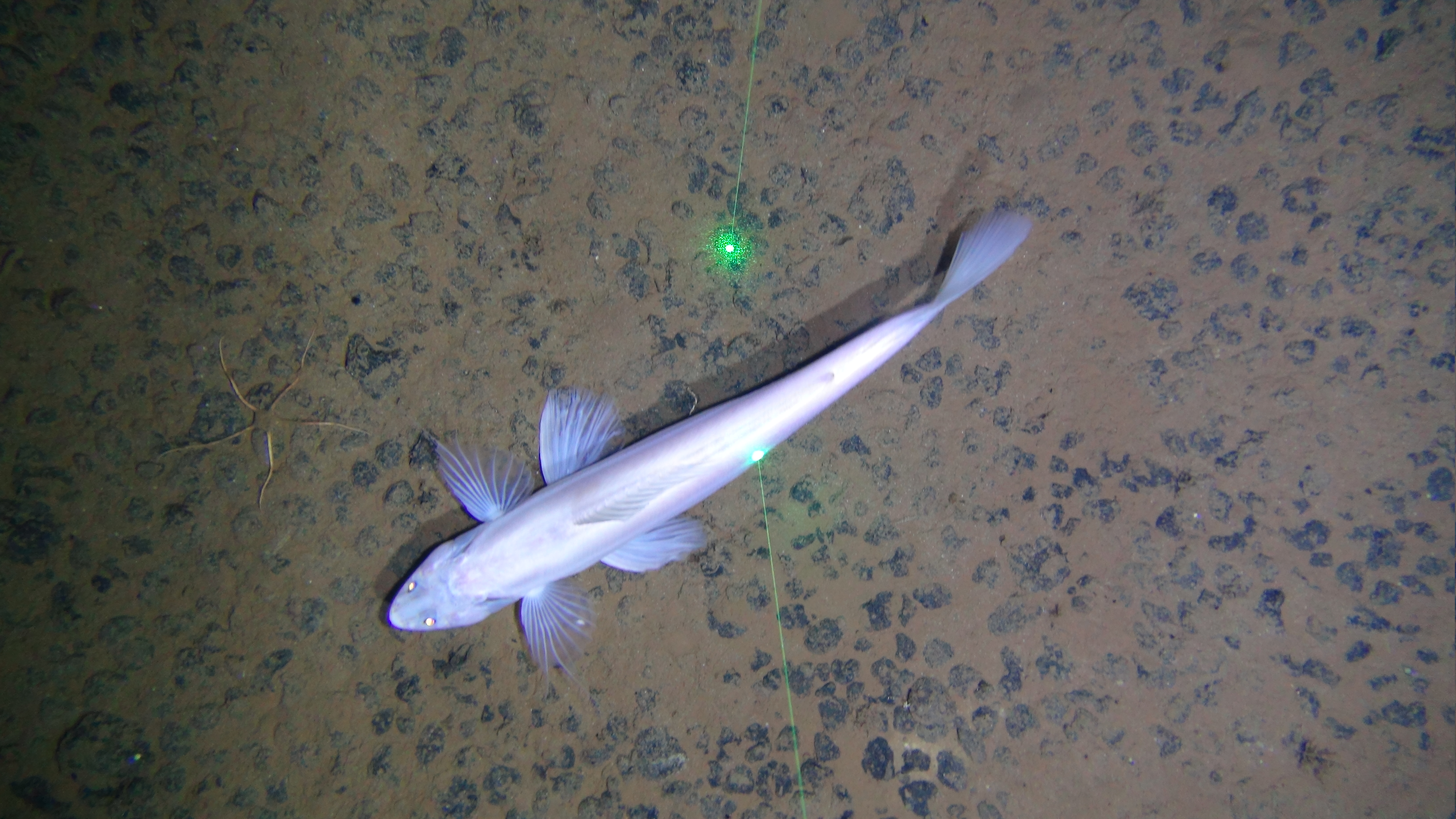 deep-sea lizardfish