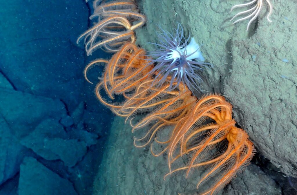 Deep-Ocean Biodiversity