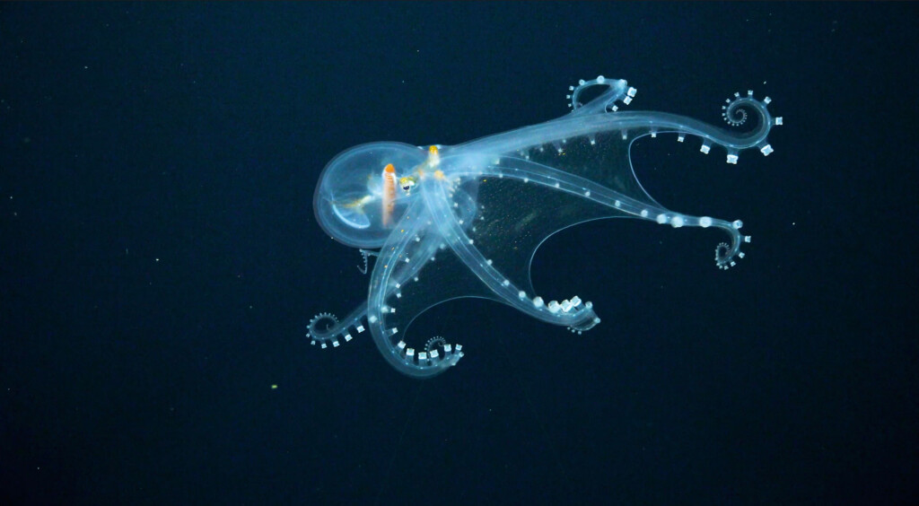 DOSI Deep-Sea Round-Up – DOSI