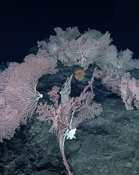 Seamount with cobalt crust, a possible target for deep-sea mining