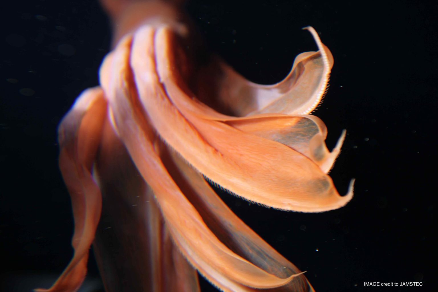 Orange octopus is the favourite deep-sea image of one deep-sea scientist
