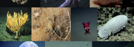 Deep-sea scientist travel grants