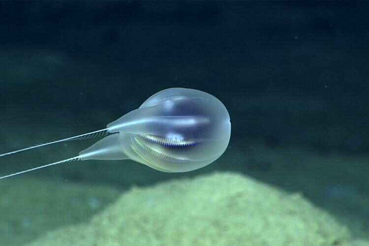 deep-sea ctenophore