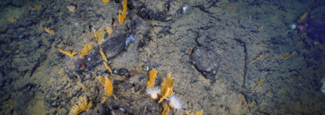 Seamount coral garden