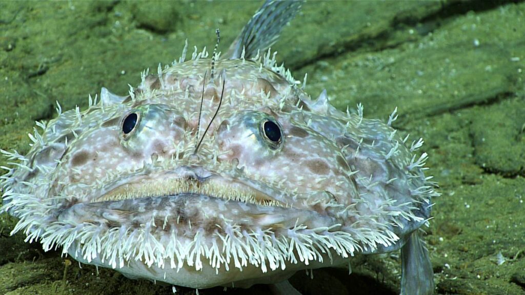 A goosefish found by NOAA OER