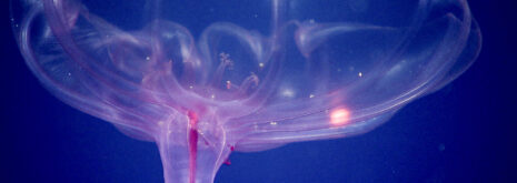 Pelagic holothurian. A swimming sea cucumber that lives in the deep-sea water column