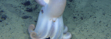 Deep-sea dumbo octopus