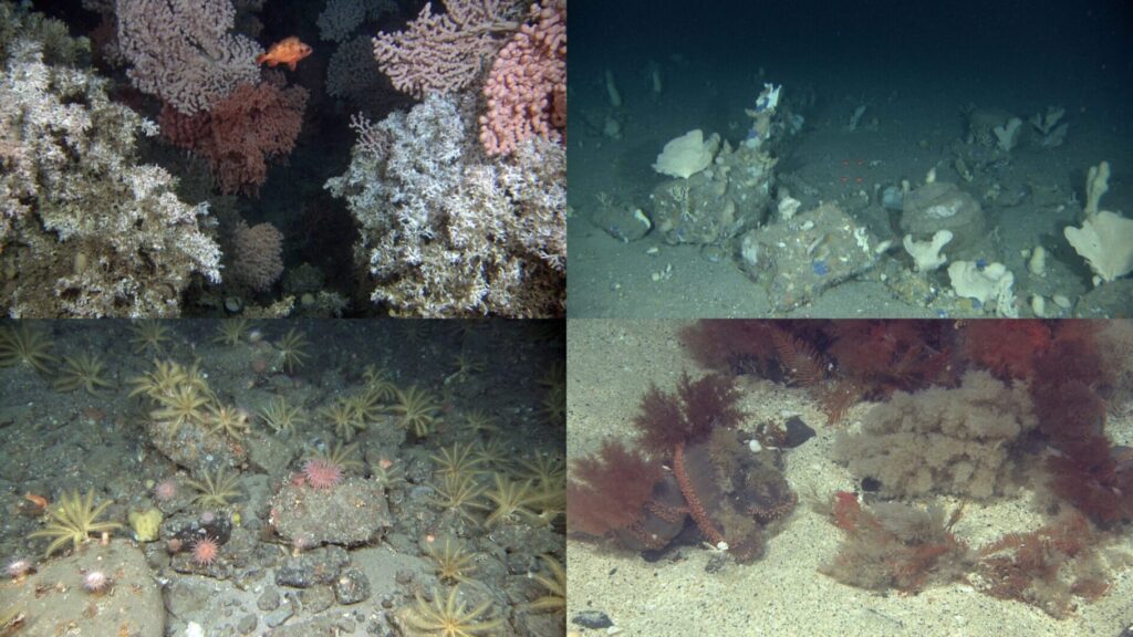 Images of deep-sea coral reef, hard-bottom sponge garden, a rare sea cucumber and hydroid habitat and a stony reef habitat. All in Norway.